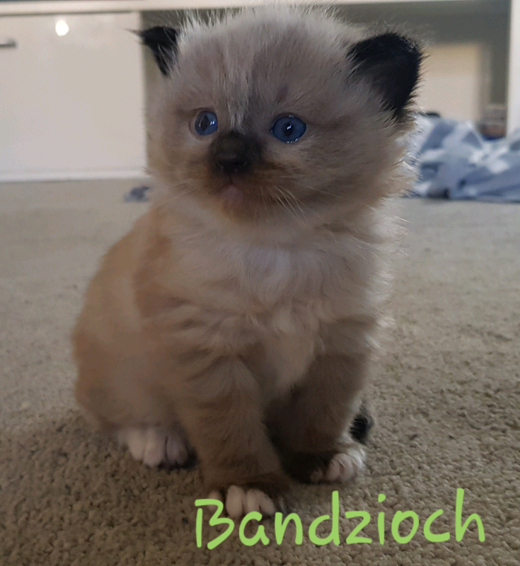 ragdoll cats gumtree